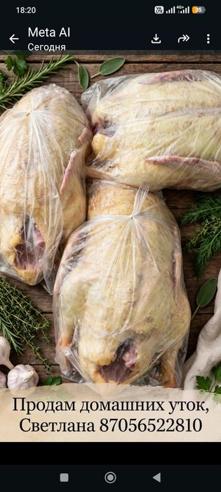 Продам домашних индоуток, очень вкусные!