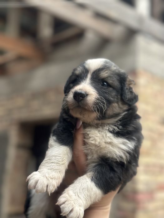 Отдам щенков в добрые руки