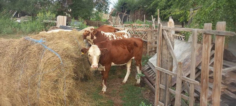 Продам КРС разных возрастов
