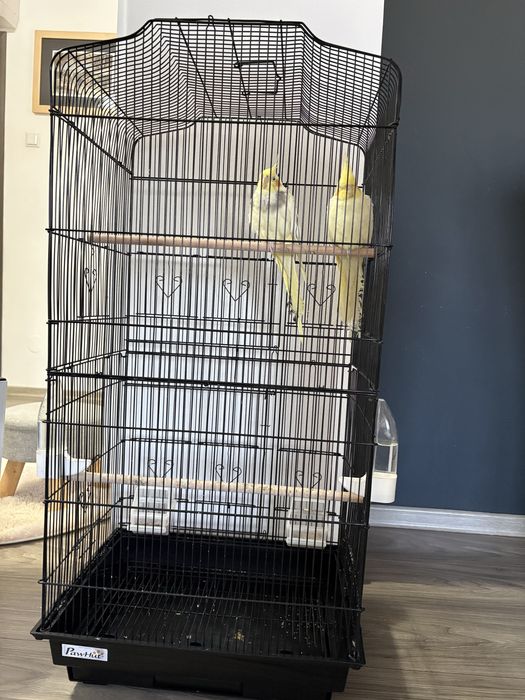 Vand nimfe pereche, cumparate de la animax