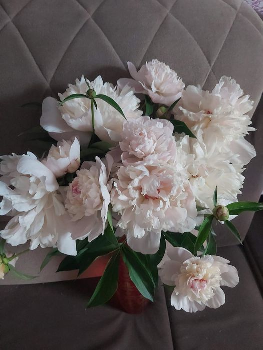 Продам саженцы пиона