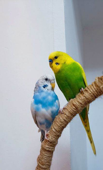 Папугайлар бар !!