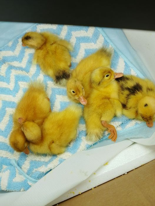 Утята  чисто домашние