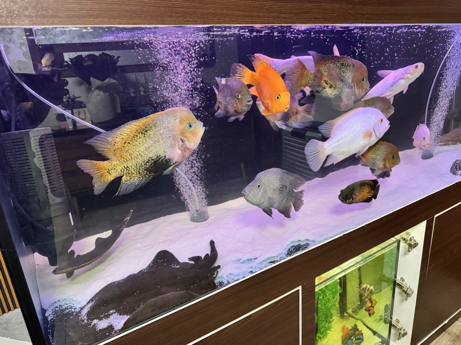 Два Оборудвани аквариума 650+125л с шкаф и риби