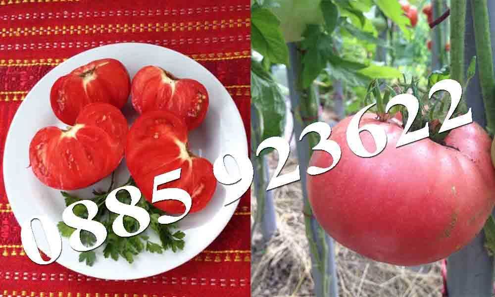 100+ Био Семена Селски Сортове Домат Краставици Тютюн Люти Чушки +ДАР