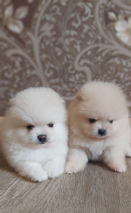 Щпицы мальчики и девочки