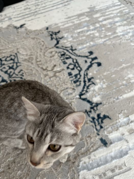 Котенок пародистая продам