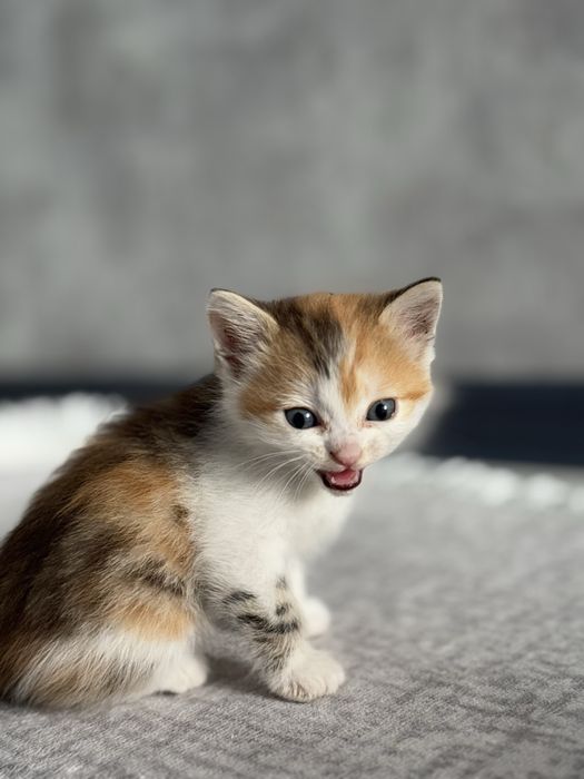 Котенок ищут семью