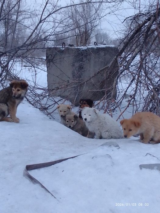 Щенки в добрые ручки