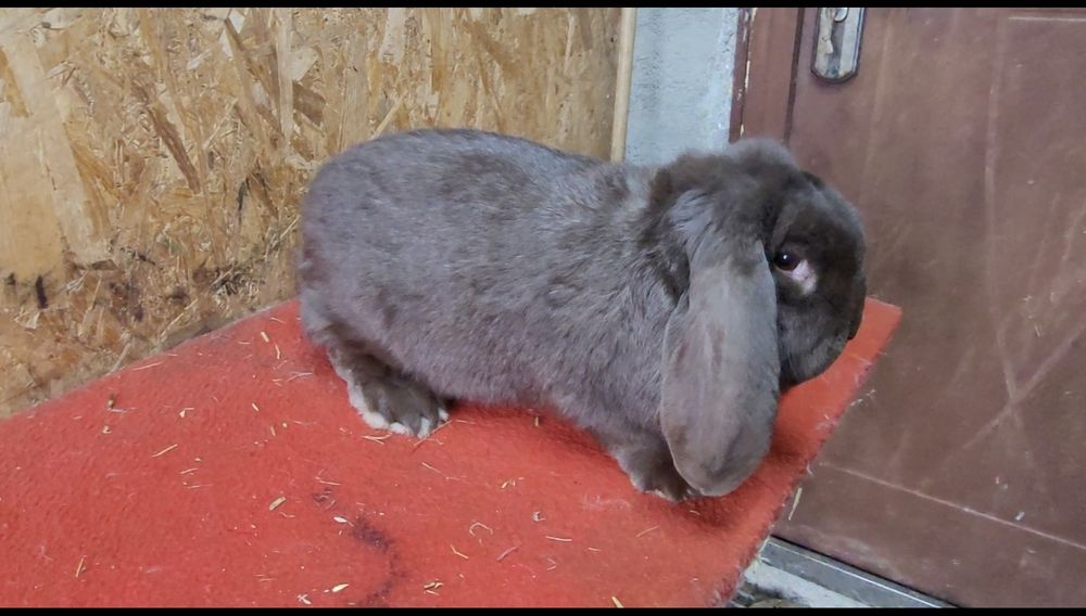 Iepuri berbec german