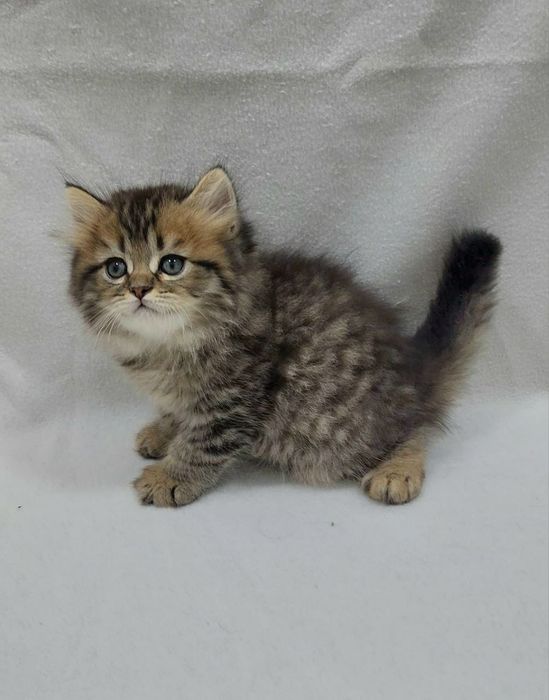 шотландский Скоттиш страйт мальчик