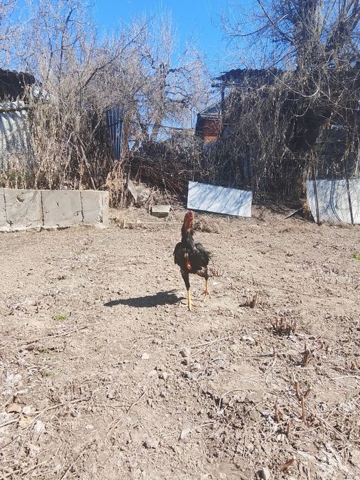 Бойцовская птица