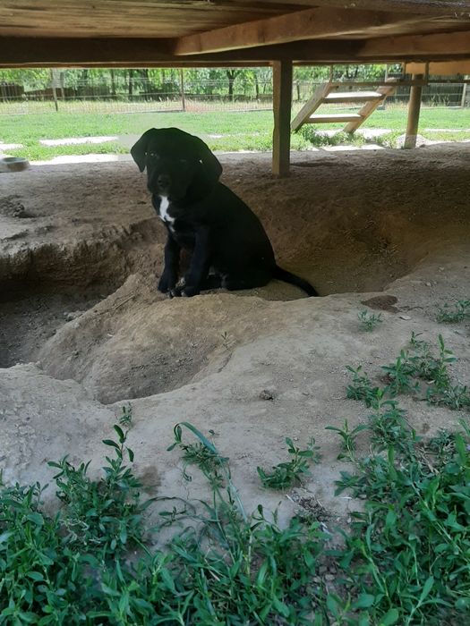 Femela cane corso neagra