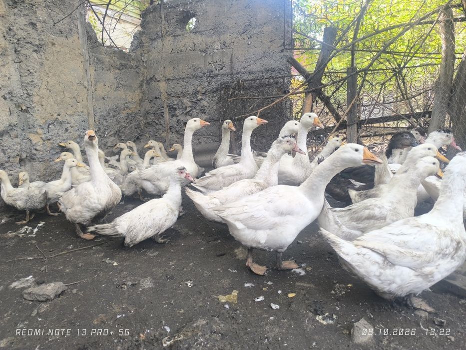 Продам гусей и уток