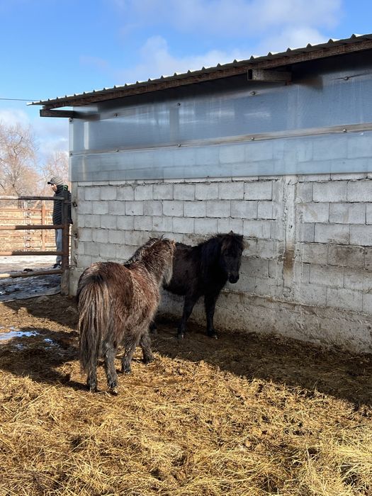 Пони еркек ұргашы 5/6 жасар