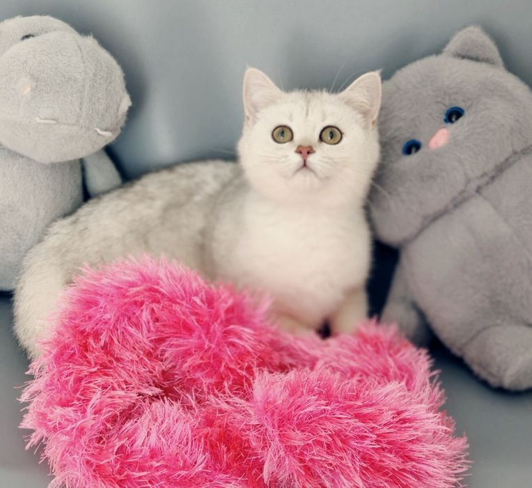 Котенок Шиншилла ns11