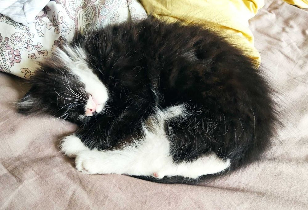 Домашние котята, 2-х месячные