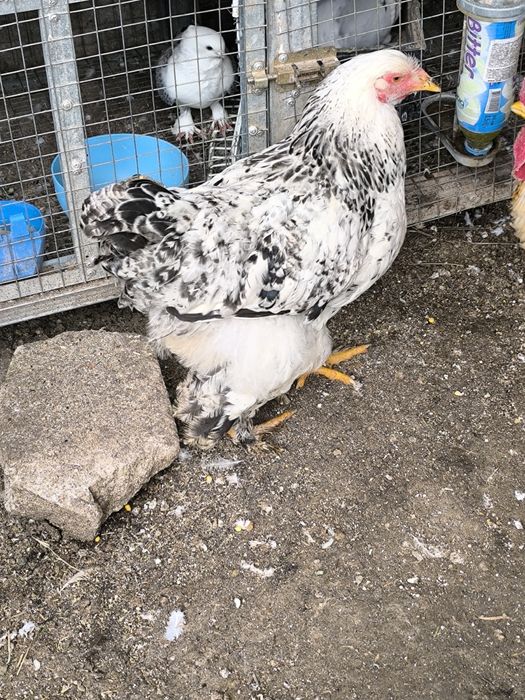 Джинки различни породи