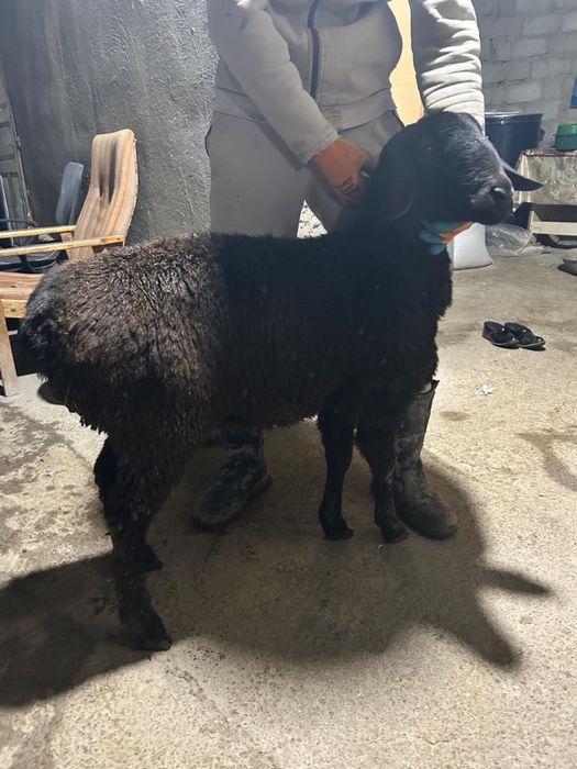 4 ай жемде тұрған тоқтылар сатылады