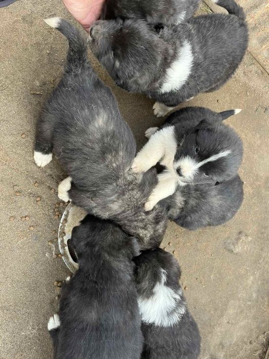 Подаряват се кученца - останаха 2 женкси