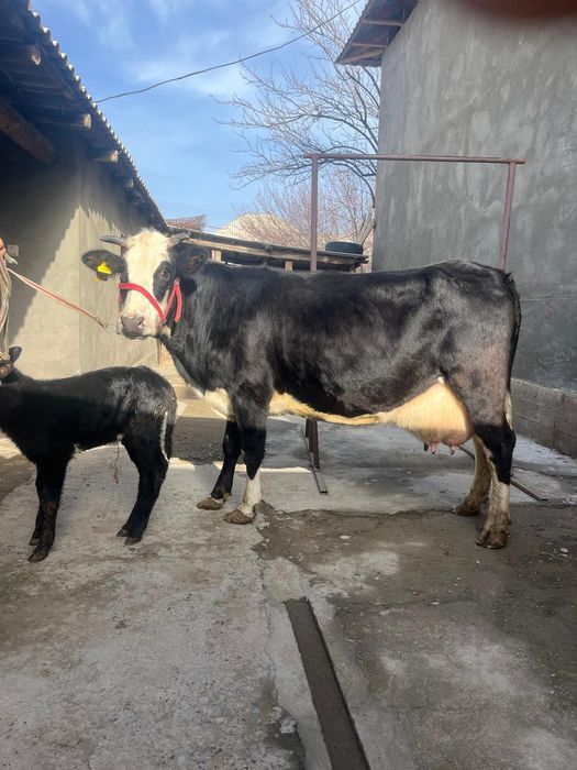 Бұзаулы сиыр сатылады