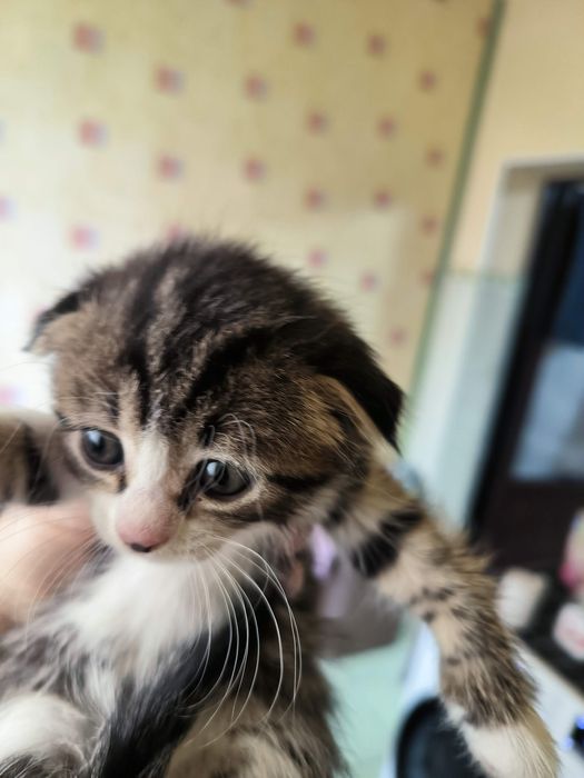 Продам шотландских котят