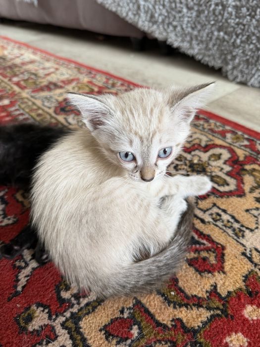 Отдам котят (домашние)
