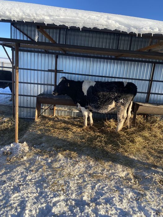 Россия дан Кора Ола 4-5-6 ойлик бугоз Гуножинлар 2 ёшарликлар