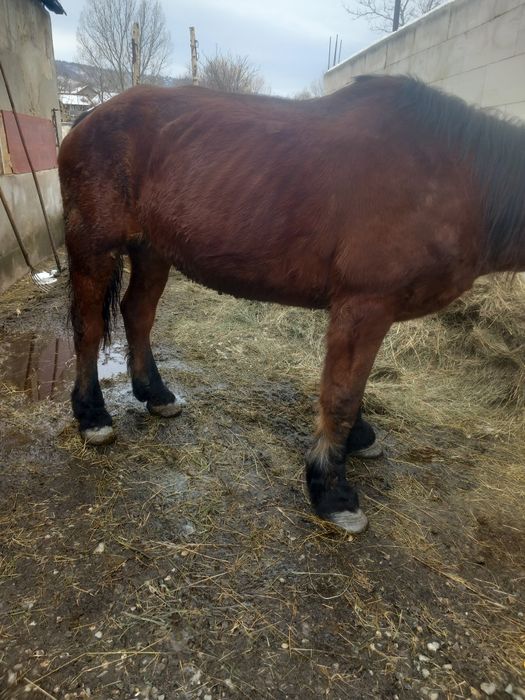 De vânzare iapa garantata de ham