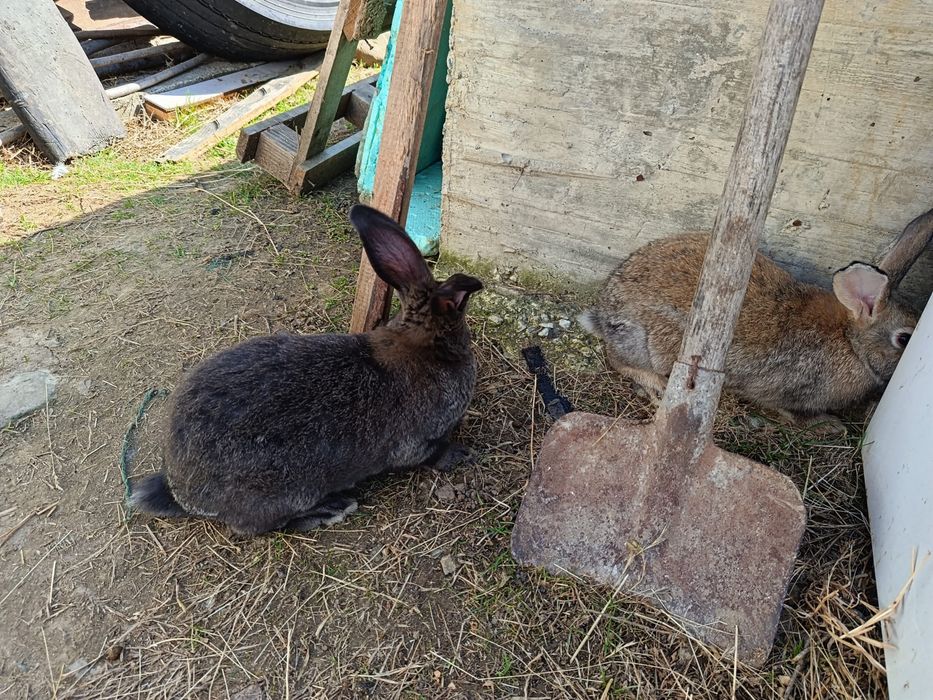 Продавам заици, мъжки и женски