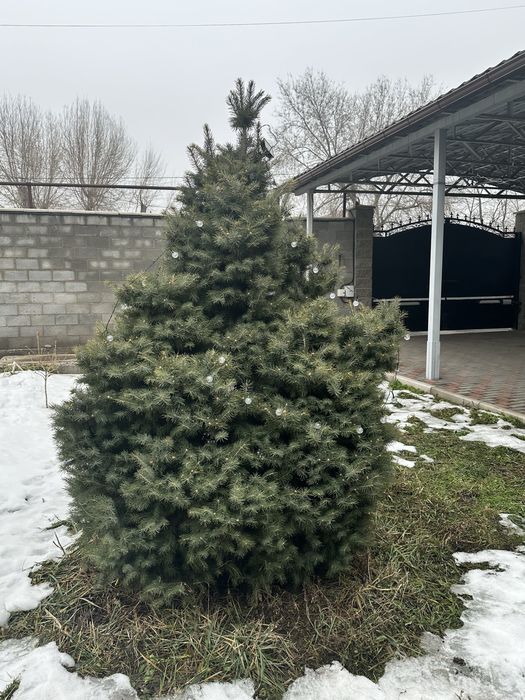 Елка живая и сосны