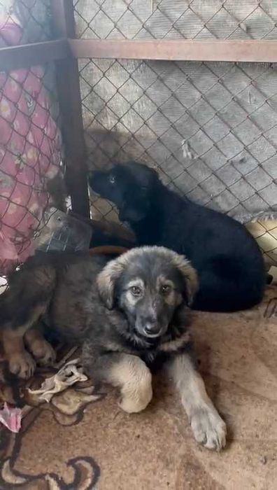 Ищем любящих хозяев щенкам