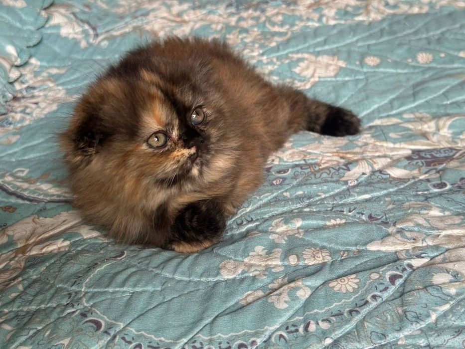 Продаётся вислоухая котята