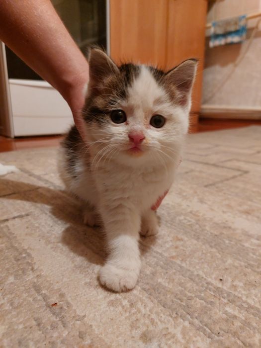 Отдам котёнка бесплатно