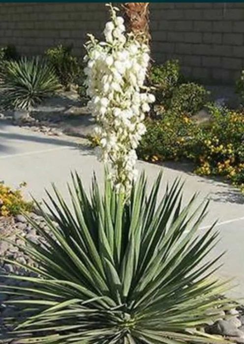 Юкка - саженцы юкки