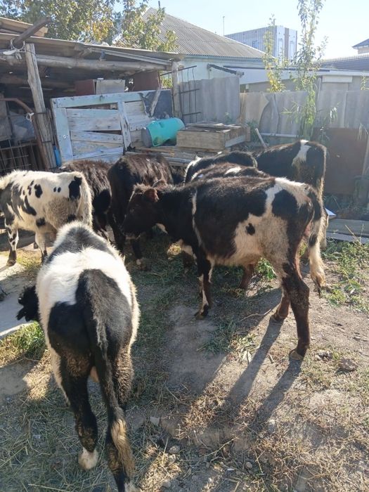 Бұқалар сатылады. Продам бычков