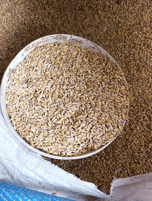 Orzoaică de primăvară