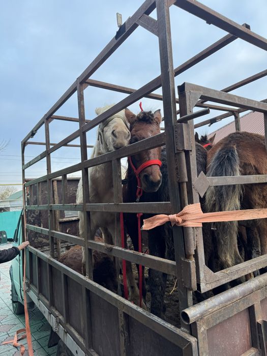 Продаеться жылкы жабагы . На данный момент на откорме .