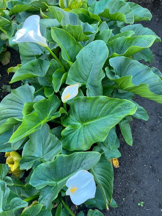 Продам  саженцы цветка каллы