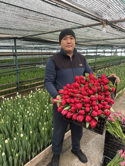 Тюльпаны качество высшее