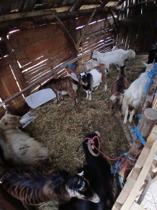 Vand 11 capre si un țap toate sunt tinere prima si a două fătare
