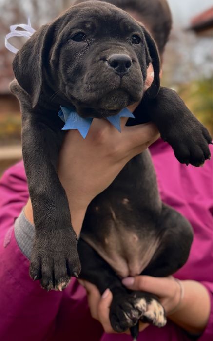 Vând pui de Cane Corso