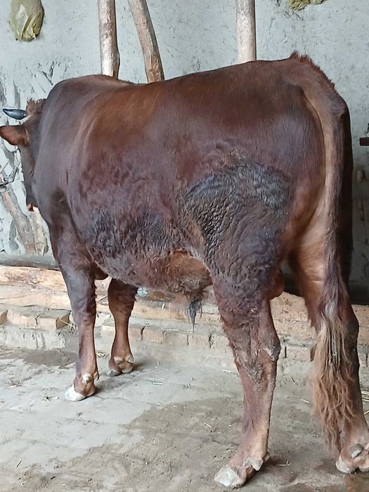 Buqa sotiladi Ukrain qizil cho'l va eston paroda gibrid Yoshi 2 yosh