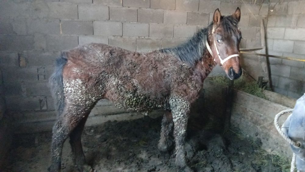 Семіз Жабағы сатылады