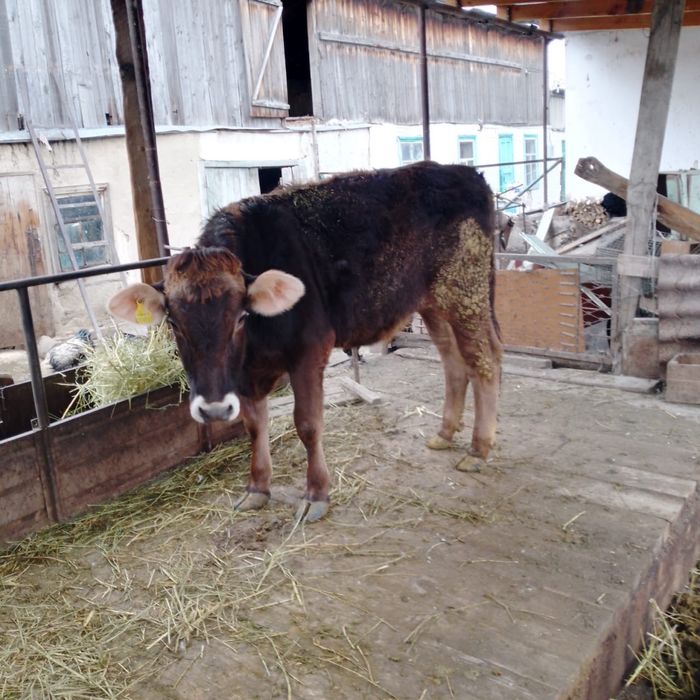 Подам телочку прода алатау