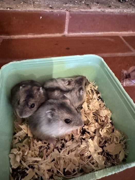 Vand Hamster pitic
