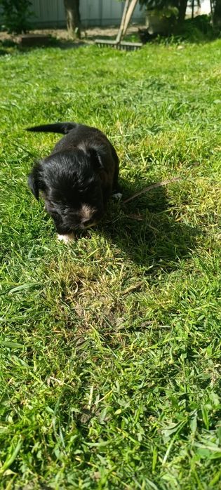 Adopție cățel jucăuș