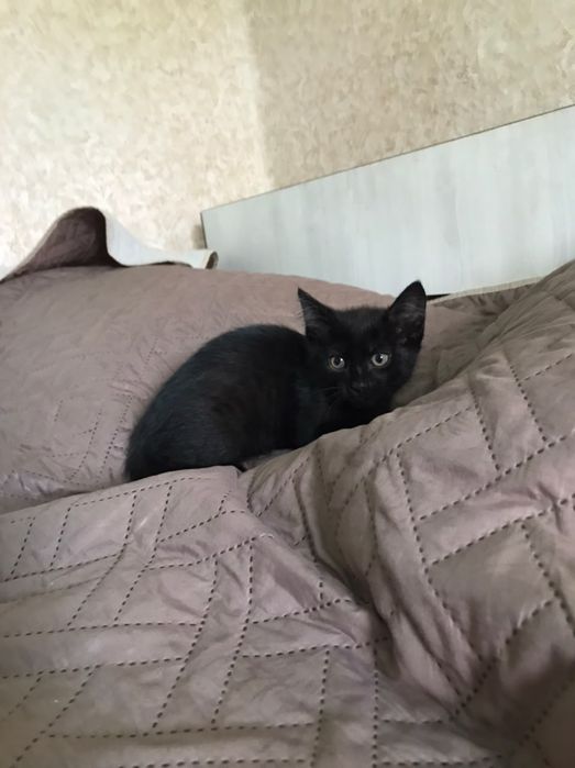 Черный кот 2 месяца
