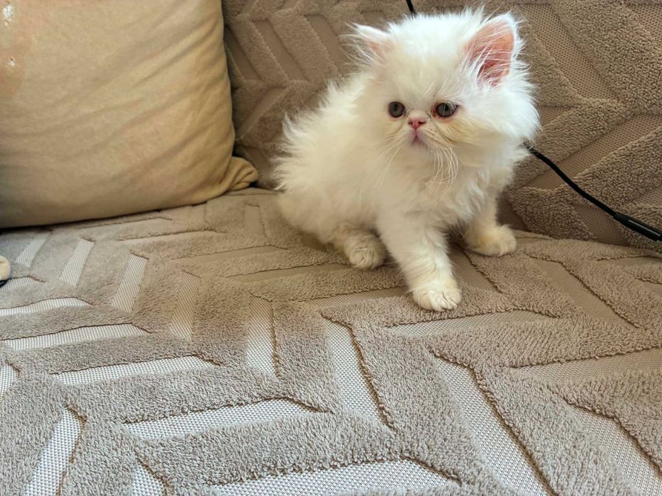 Персийски котенца