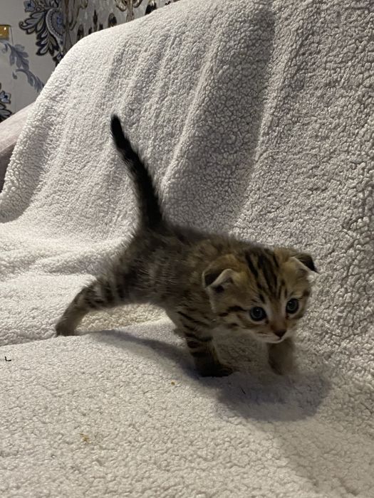 Shinshila soglom akilli